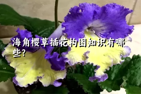 海角樱草插花构图知识有哪些？