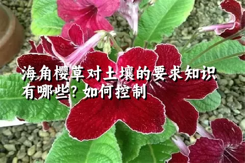 海角樱草对土壤的要求知识有哪些？如何控制