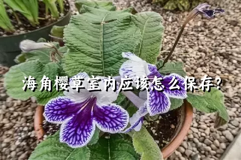 海角樱草室内应该怎么保存？