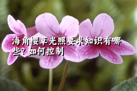 海角樱草光照要求知识有哪些？如何控制