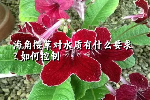 海角樱草对水质有什么要求？如何控制