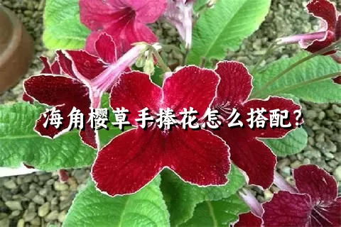 海角樱草手捧花怎么搭配？