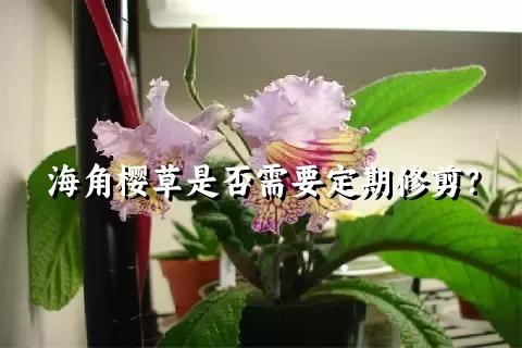 海角樱草是否需要定期修剪？