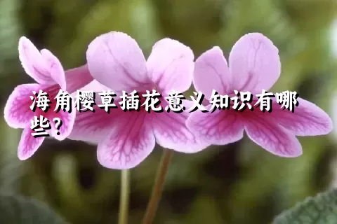 海角樱草插花意义知识有哪些？