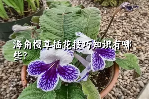 海角樱草插花技巧知识有哪些？