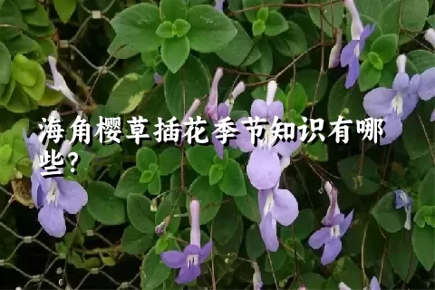 海角樱草插花季节知识有哪些？