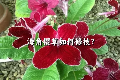 海角樱草如何修枝？