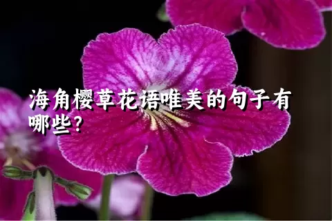 海角樱草花语唯美的句子有哪些？