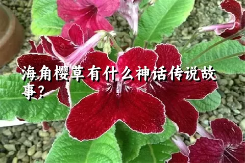 海角樱草有什么神话传说故事？