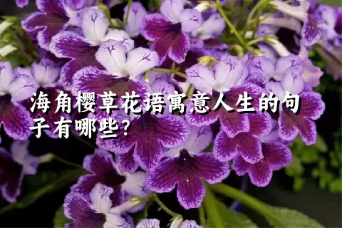 海角樱草花语寓意人生的句子有哪些？