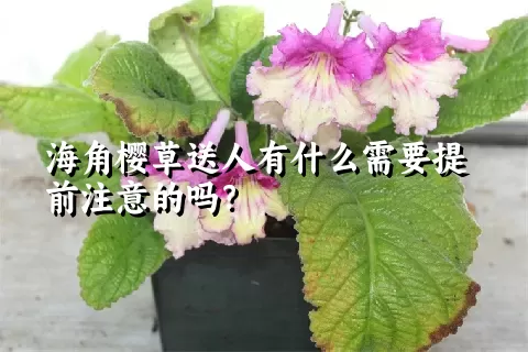 海角樱草送人有什么需要提前注意的吗？