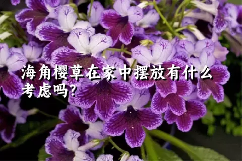 海角樱草在家中摆放有什么考虑吗？