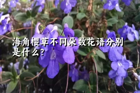 海角樱草不同朵数花语分别是什么？