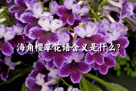 海角樱草花语含义是什么？