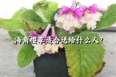 海角樱草适合送给什么人？