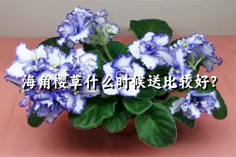 海角樱草什么时候送比较好？