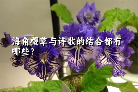 海角樱草与诗歌的结合都有哪些？