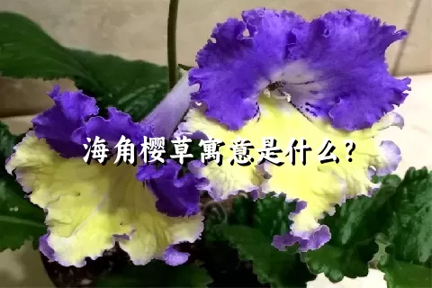 海角樱草寓意是什么？