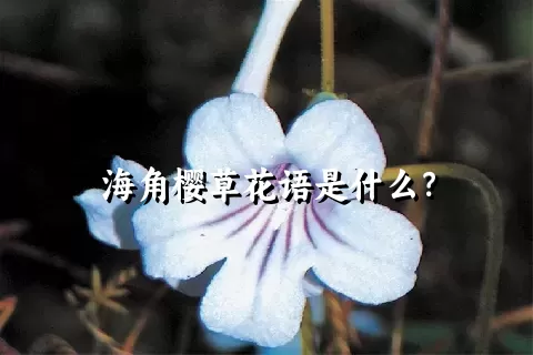 海角樱草花语是什么？