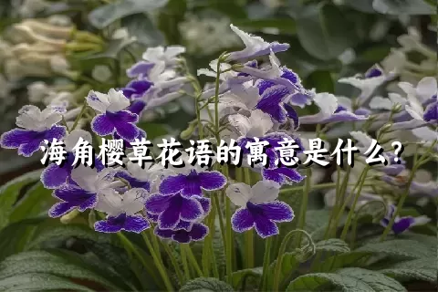 海角樱草花语的寓意是什么？