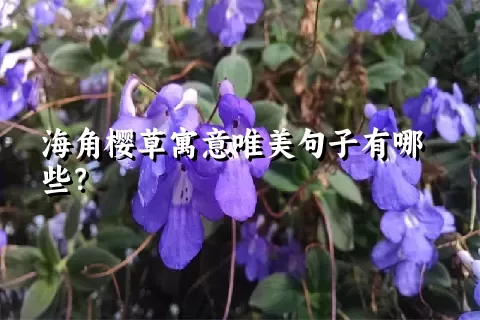 海角樱草寓意唯美句子有哪些？