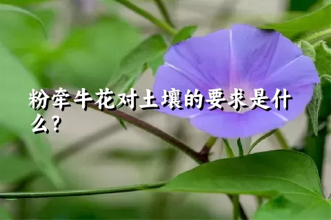 粉牵牛花对土壤的要求是什么？