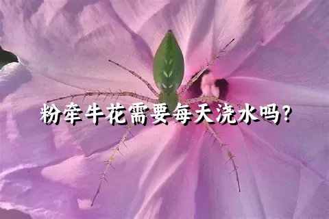 粉牵牛花需要每天浇水吗？