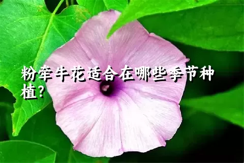 粉牵牛花适合在哪些季节种植？