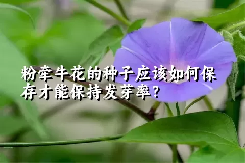 粉牵牛花的种子应该如何保存才能保持发芽率？