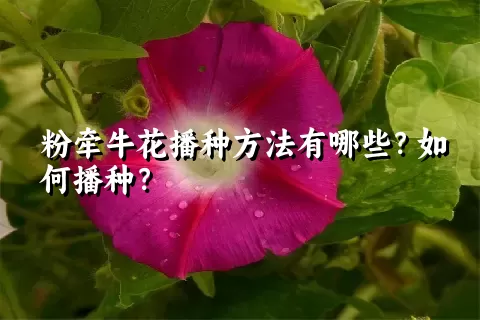 粉牵牛花播种方法有哪些？如何播种？