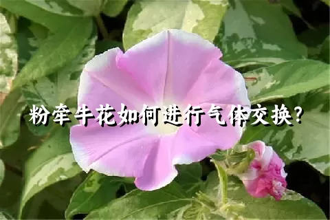 粉牵牛花如何进行气体交换？