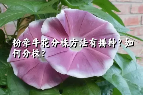 粉牵牛花分株方法有播种？如何分株？