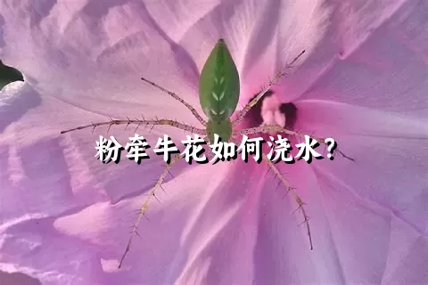 粉牵牛花如何浇水？