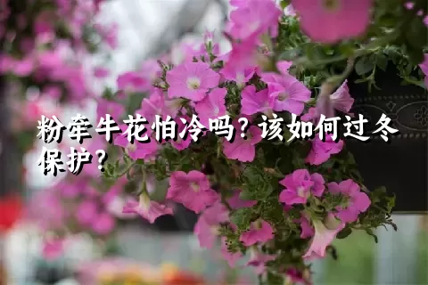 粉牵牛花怕冷吗？该如何过冬保护？