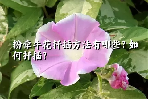 粉牵牛花扦插方法有哪些？如何扦插？