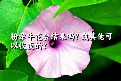 粉牵牛花会结果吗？或其他可以收获的？