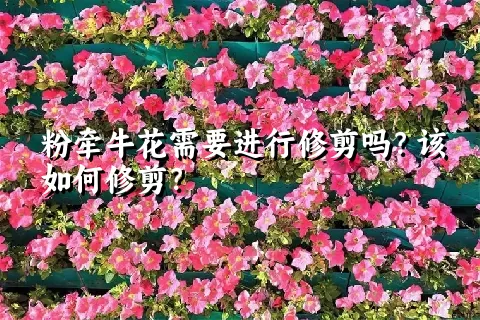 粉牵牛花需要进行修剪吗？该如何修剪？