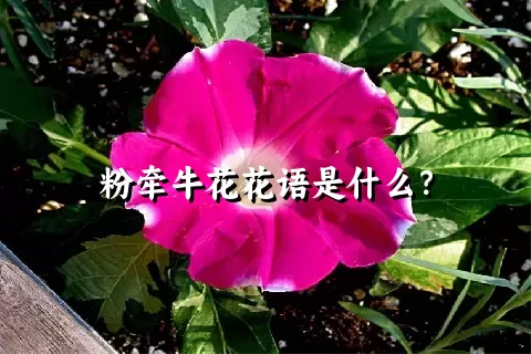 粉牵牛花花语是什么？