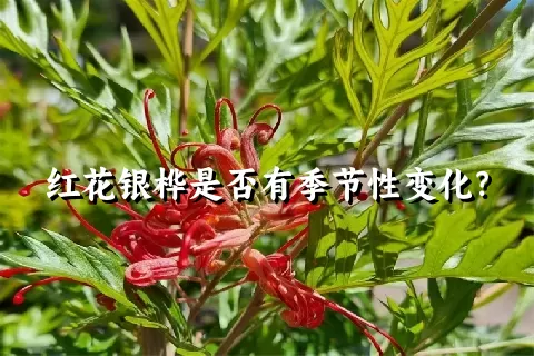 红花银桦是否有季节性变化？