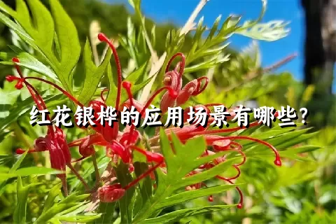 红花银桦的应用场景有哪些？