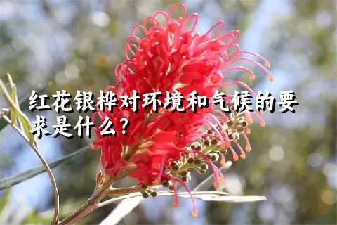 红花银桦对环境和气候的要求是什么？