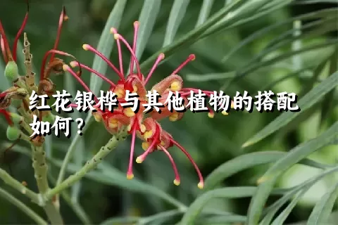 红花银桦与其他植物的搭配如何？