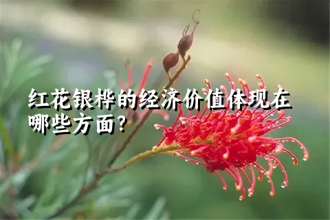 红花银桦的经济价值体现在哪些方面？