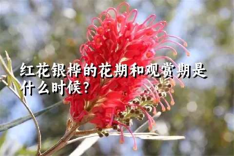 红花银桦的花期和观赏期是什么时候？