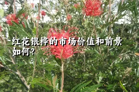 红花银桦的市场价值和前景如何？