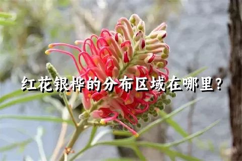 红花银桦的分布区域在哪里？