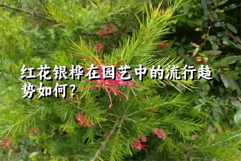 红花银桦在园艺中的流行趋势如何？