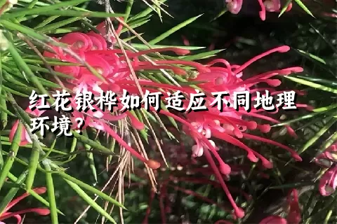 红花银桦如何适应不同地理环境？