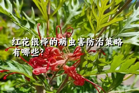 红花银桦的病虫害防治策略有哪些？