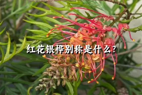 红花银桦别称是什么？